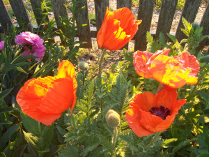 Too many troops have died in the name of big boy pants